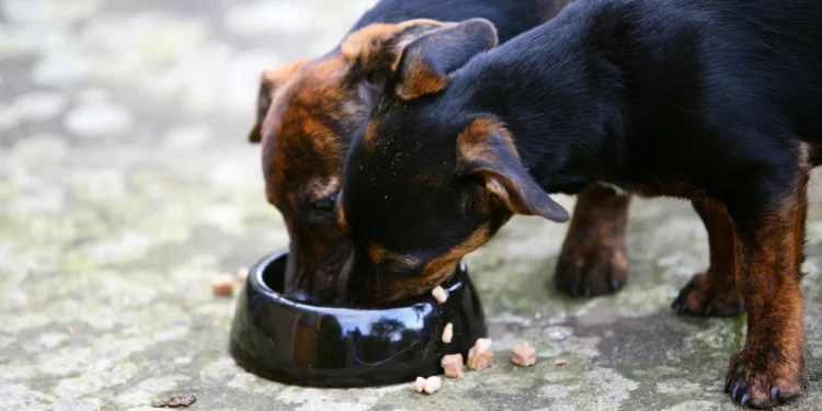 Pet Food Recall Map Shows States With New Warning
