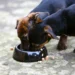 Pet Food Recall Map Shows States With New Warning
