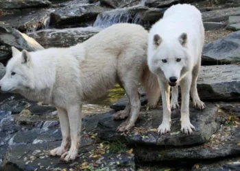Scientists Revive Dire Wolves Using Ancient DNA and Modern Gene Editing
