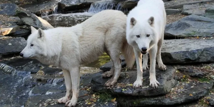 Scientists Revive Dire Wolves Using Ancient DNA and Modern Gene Editing