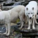 Scientists Revive Dire Wolves Using Ancient DNA and Modern Gene Editing