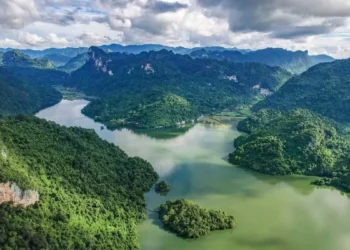 Tropical Tree in Panama Evolves Shocking Defense, Strikes Rivals with Lightning Bolts