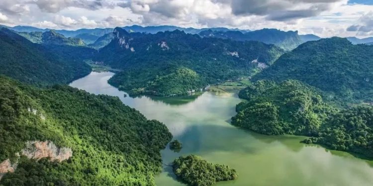 Tropical Tree in Panama Evolves Shocking Defense, Strikes Rivals with Lightning Bolts