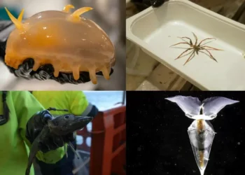 Scientists Reportedly Discover New Species of Marine Life on the Antarctic Ocean Floor