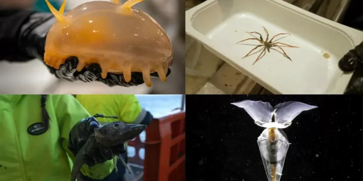 Scientists Reportedly Discover New Species of Marine Life on the Antarctic Ocean Floor