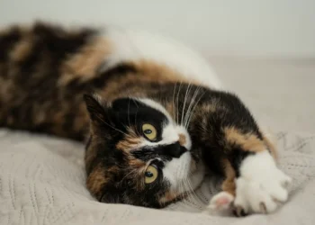 Hysterics as Owner Finds Pet on Bed Doing the ‘Most Cat Thing’ Ever