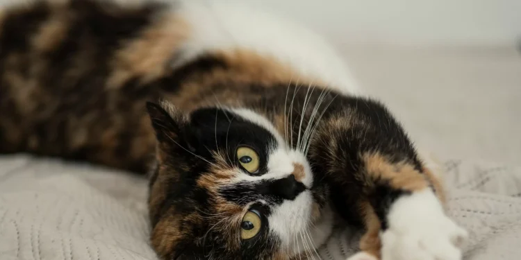 Hysterics as Owner Finds Pet on Bed Doing the ‘Most Cat Thing’ Ever