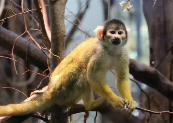 Capuchin Monkeys Abduct Baby Howler Monkeys on Panama’s Jicarón Island, New Study Reveals