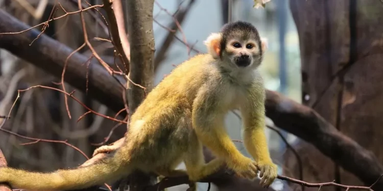 Capuchin Monkeys Abduct Baby Howler Monkeys on Panama’s Jicarón Island, New Study Reveals