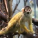Capuchin Monkeys Abduct Baby Howler Monkeys on Panama’s Jicarón Island, New Study Reveals