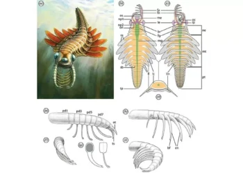Scientists Discover Three-Eyed Sea Moth From Half a Billion Years Ago