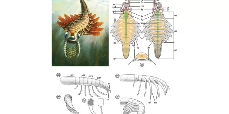 Scientists Discover Three-Eyed Sea Moth From Half a Billion Years Ago