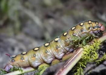 Strange New Worm Found Off Spain’s Coast Can Shrinks to One-Fifth Its Size