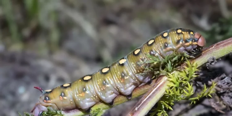 Strange New Worm Found Off Spain’s Coast Can Shrinks to One-Fifth Its Size