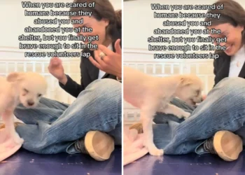 Tears As Abandoned Shelter Dog Finally ‘Brave Enough’ To Cuddle With Worker