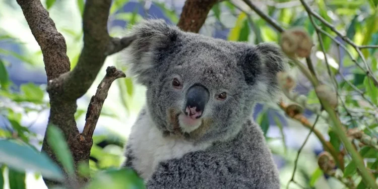 Over 4,300 Koalas Found in Newcastle’s Fringe Forests by Drone Survey