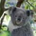 Over 4,300 Koalas Found in Newcastle’s Fringe Forests by Drone Survey