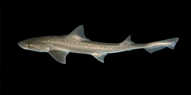 Scientists Discover Clicking Sounds in Rig Sharks for the First Time