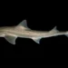 Scientists Discover Clicking Sounds in Rig Sharks for the First Time