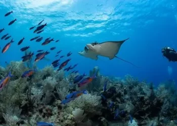 HEAD TAKES OVER THE AQUALUNG GROUP