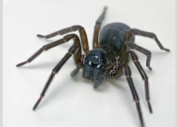 Feather-Legged Lace Weaver Spider Uses Toxic Silk Instead of Fangs to Kill Its Prey