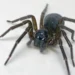 Feather-Legged Lace Weaver Spider Uses Toxic Silk Instead of Fangs to Kill Its Prey
