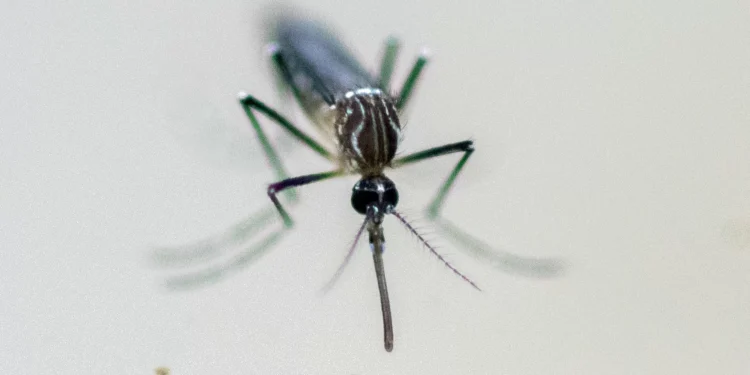 2 die, 8 infected with West Nile virus in Italy this year