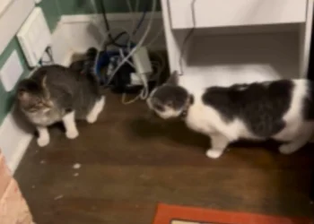 Indoor Cat Escapes for One Hour—Tears at Sibling’s Reaction When He Returns
