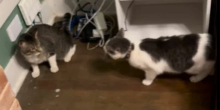 Indoor Cat Escapes for One Hour—Tears at Sibling’s Reaction When He Returns
