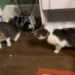 Indoor Cat Escapes for One Hour—Tears at Sibling’s Reaction When He Returns
