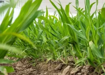 Regenerative Agriculture in Focus at Agritechnica 2025