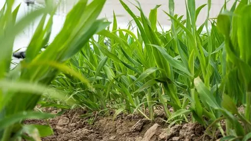 Regenerative Agriculture in Focus at Agritechnica 2025