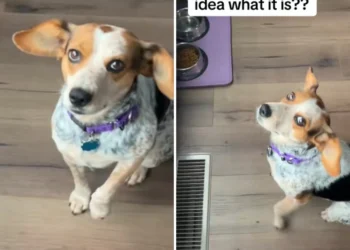 Woman Adopts Dog, Then Realizes She Doesn’t Know ‘Release Command’ for Food