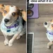 Woman Adopts Dog, Then Realizes She Doesn’t Know ‘Release Command’ for Food