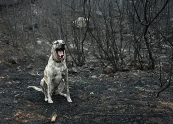 Heat threatens to rekindle France’s largest wildfire in decades
