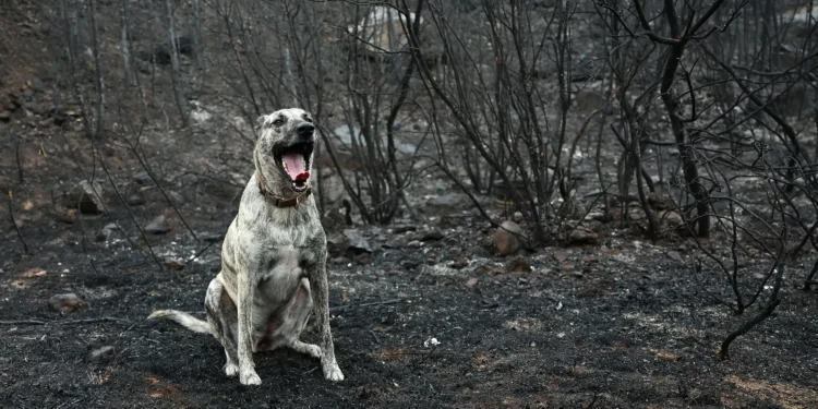 Heat threatens to rekindle France’s largest wildfire in decades