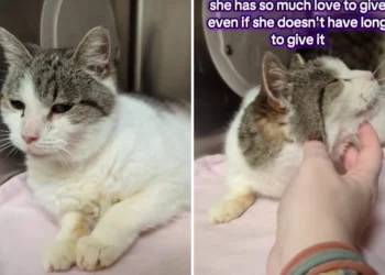 Tears As 15-Year-Old Cat in Shelter Over Thanksgiving, and Now Christmas