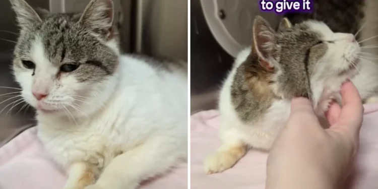 Tears As 15-Year-Old Cat in Shelter Over Thanksgiving, and Now Christmas