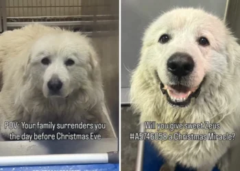 Great Pyrenees Shakes While Being Surrendered Day Before Christmas Eve