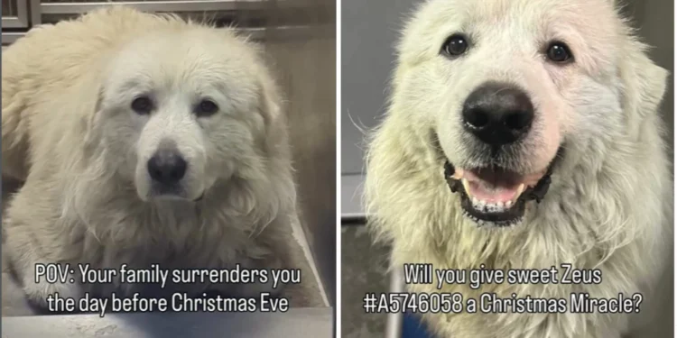 Great Pyrenees Shakes While Being Surrendered Day Before Christmas Eve