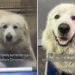 Great Pyrenees Shakes While Being Surrendered Day Before Christmas Eve
