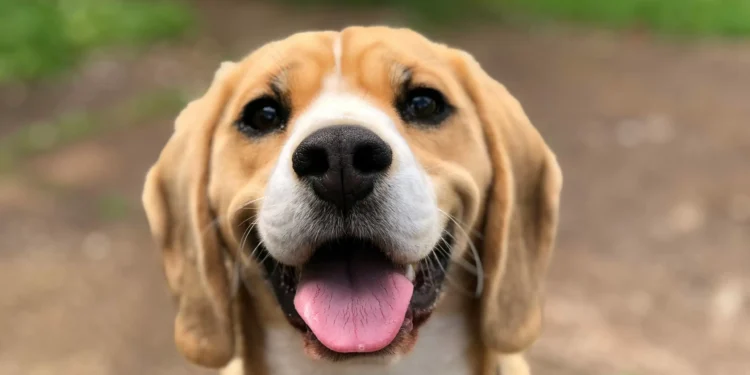 The increasing popularity of the ‘petnup’