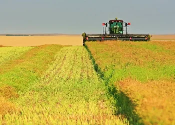 Canadian canola farmers express ‘cautious optimism’ over trade agreement with China