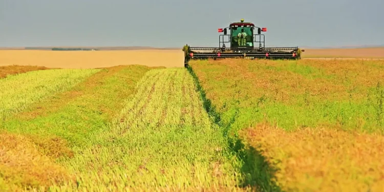 Canadian canola farmers express ‘cautious optimism’ over trade agreement with China