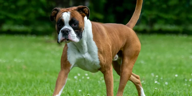 Boxer Dog Begs to Go Outside—What She Does Instead Stuns: ‘Outsmarted’