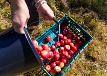 From Kent to London: How surplus farm food feeds London’s most vulnerable