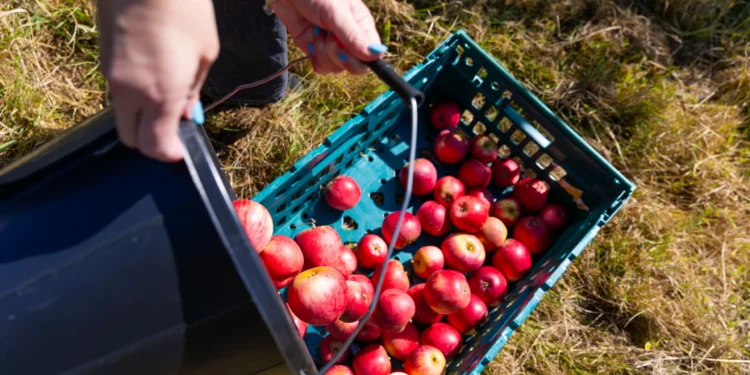From Kent to London: How surplus farm food feeds London’s most vulnerable