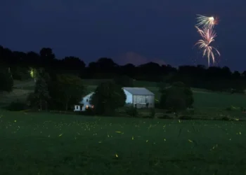 The unexpected devastating effect of fireworks on our wildlife