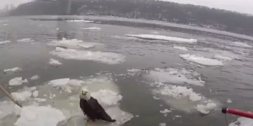 Video Shows NYPD Rescuing Bald Eagle From Hudson River