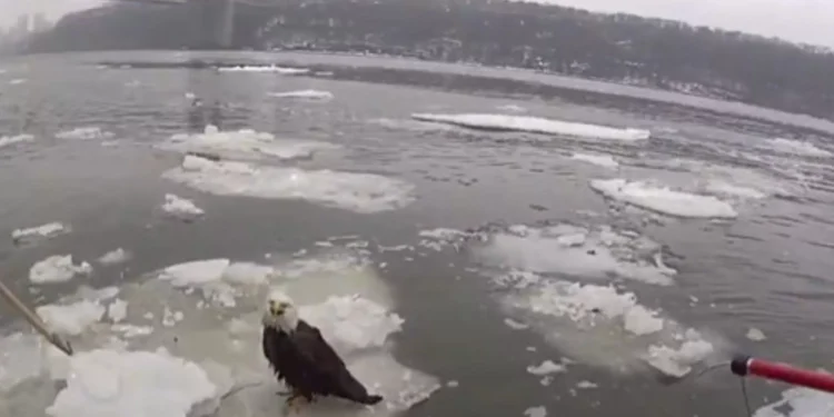 Video Shows NYPD Rescuing Bald Eagle From Hudson River